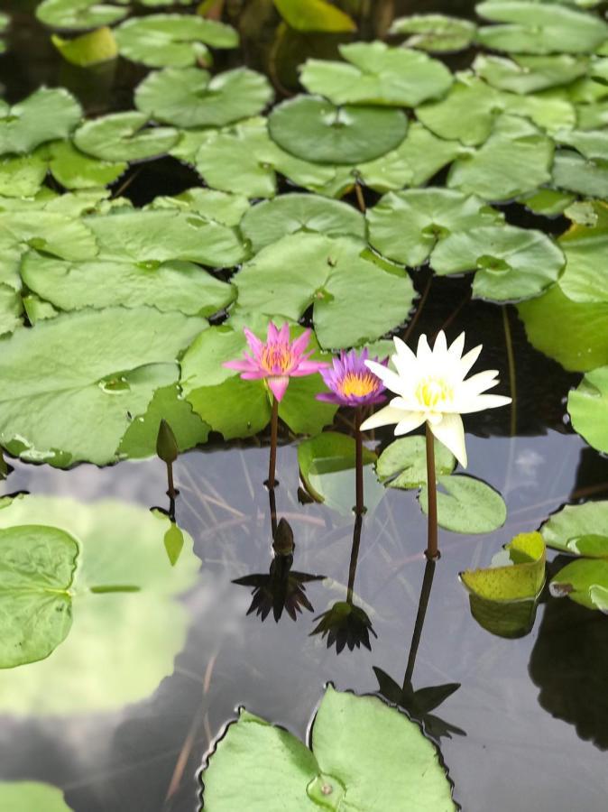 Royal Thai Villa Phuket - Sha Extra Plus Rawai Zewnętrze zdjęcie